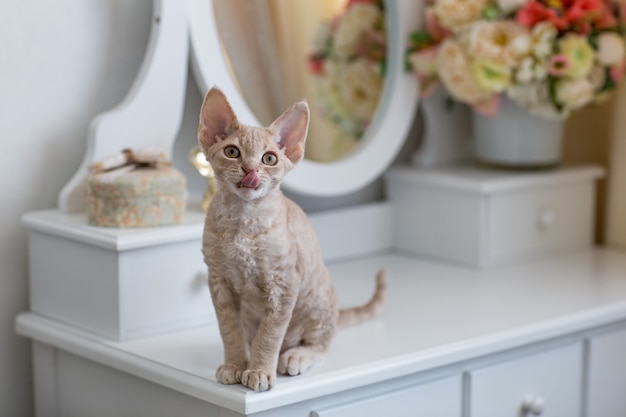 Un gatito Devon Rex se sienta en un tocador y muestra su lengua