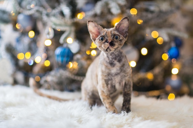 Gatito Devonrex se sienta en el fondo de un árbol de Navidad decorado