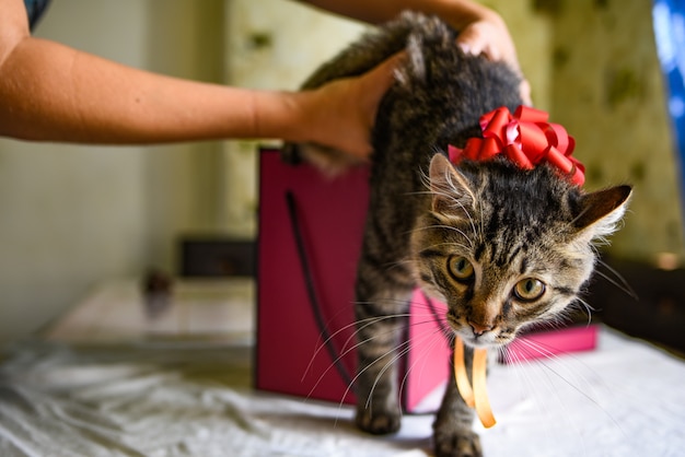 Gatito divertido en regalo rosa. Las manos femeninas sostienen una caja de regalo en la que se sienta un gatito con un lazo rojo. aceptar el concepto de regalos