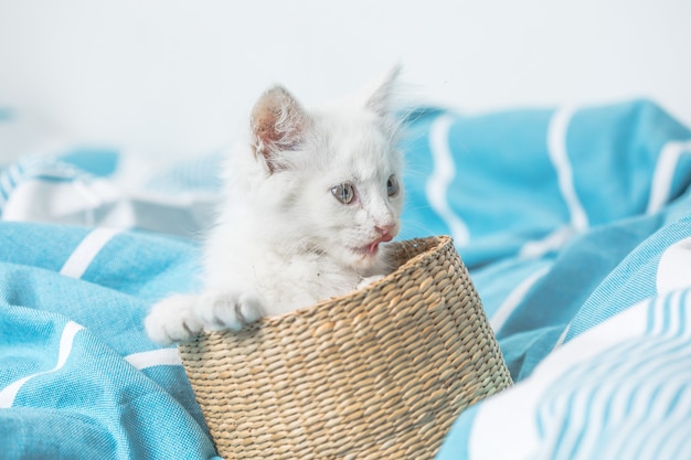 Gatito doméstico blanco en el canasto acostado en la cama con una manta blanca pose divertida