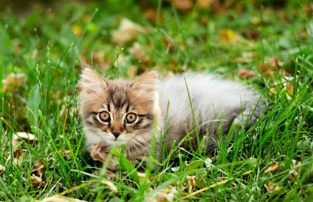 Un gatito doméstico escondido en la hierba.