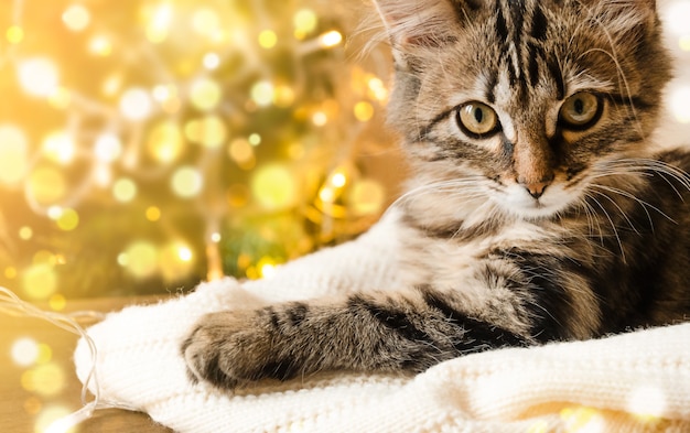 Gatito doméstico yace sobre una manta suave con el telón de fondo de las luces doradas de Navidad.