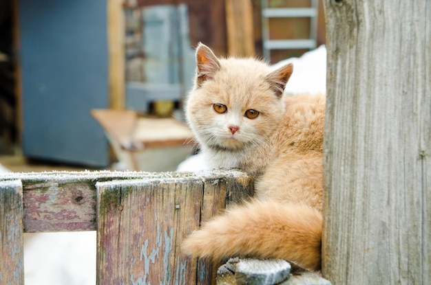 gatito domestico