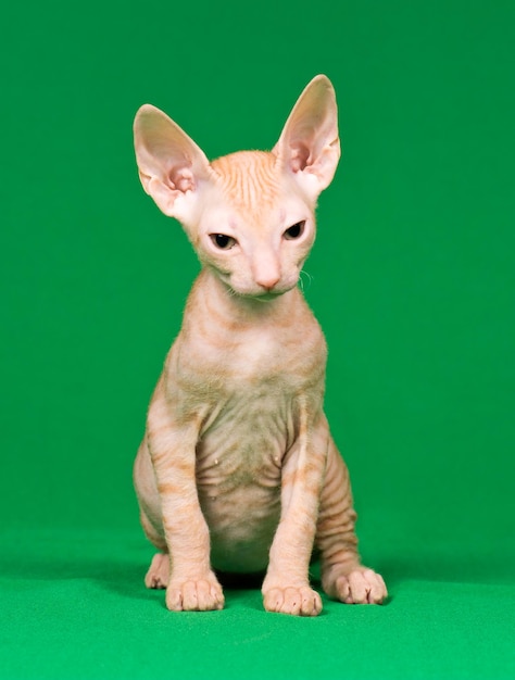 Foto el gatito de don sphynx