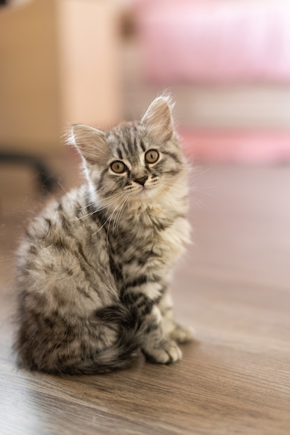 Gatito de dos meses en la casa.