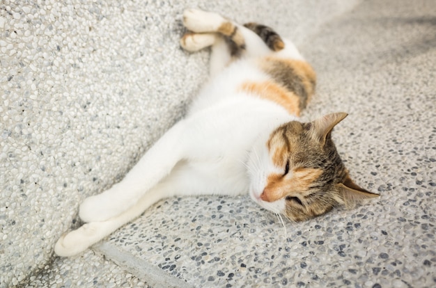 Gatito duerme en una pose divertida en el exterior