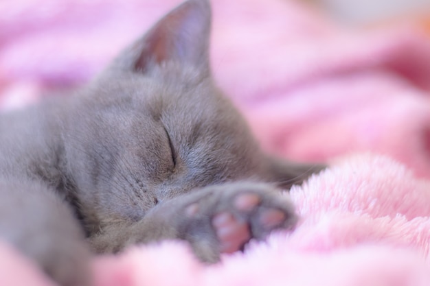 Un gatito duerme sobre una manta rosa.