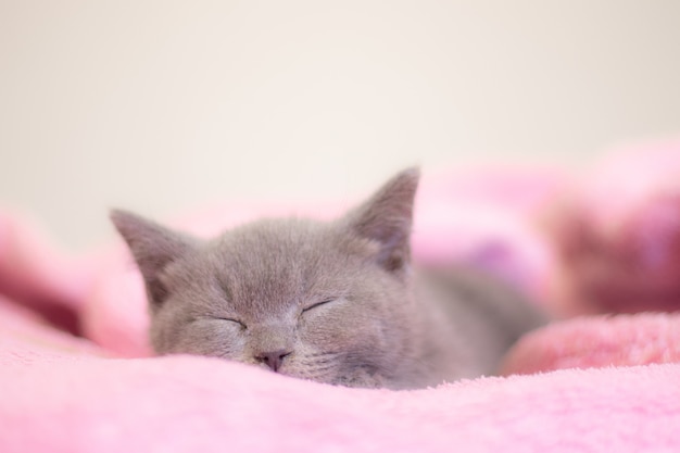 Un gatito duerme sobre una manta rosa.