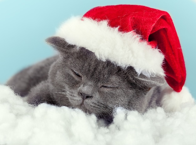 Gatito durmiendo con gorro de Papá Noel