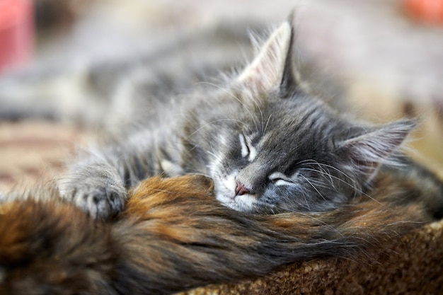 Gatito durmiendo Maine coon