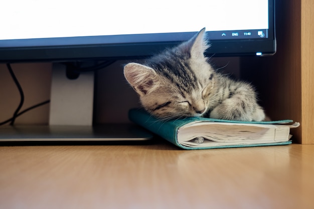 Gatito durmiendo bajo el monitor de la computadora.