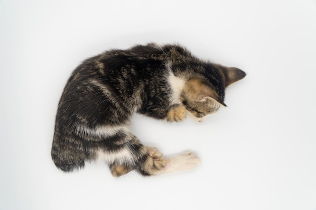 Gatito durmiendo sobre un fondo blanco.