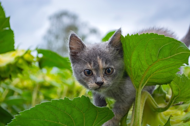 Gatito enojado sentado sobre un girasol en el campo.