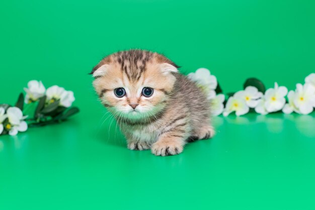 Gatito escocés y flores blancas de primavera