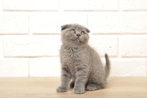 Gatito escocés gris sobre un fondo blanco, recortar