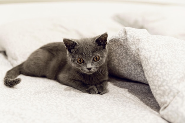 un gatito escocés gris yace en la cama un retrato de mascota de un gato