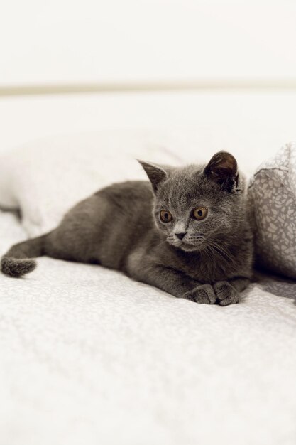 Foto un gatito escocés gris yace en la cama un retrato de mascota de un gato