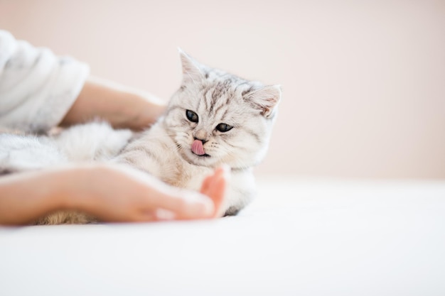 Gatito escocés en manos de una niña Gracioso gato gris