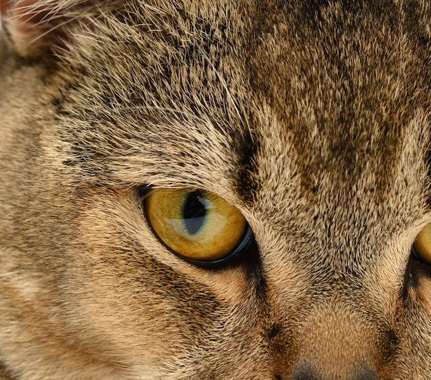 Gatito escocés de ojos naranja con orejas rectas, macro