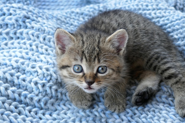 Gatito escocés rayado en lana azul