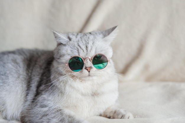 Gatito esponjoso blanco con gafas descansando en la cama