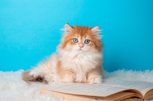 Gatito esponjoso con un libro sobre un fondo azul.