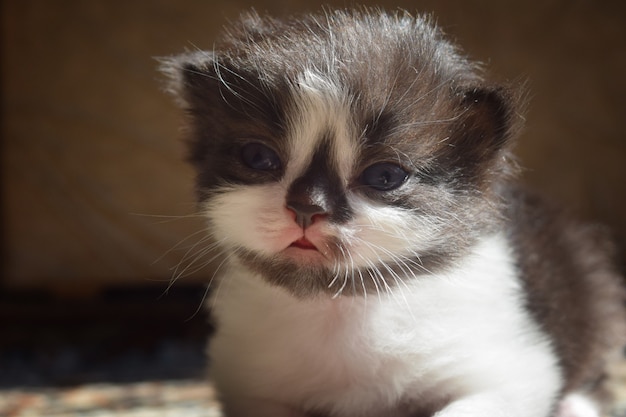 Gatito esponjoso con una nariz negra linda