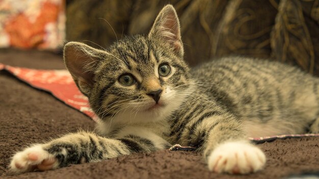 un gatito está acostado en un sofá marrón con una almohada roja detrás de él