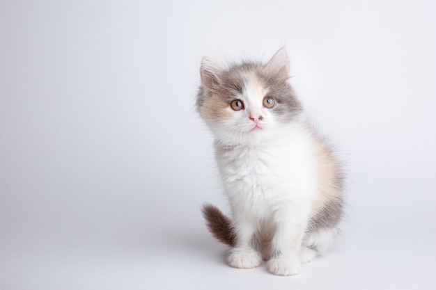 gatito está aislado en un fondo blanco