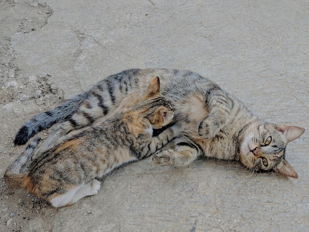 Un gatito está jugando con otro gato.