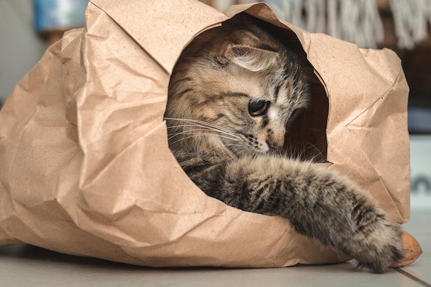 El gatito está jugando sentado en una bolsa de papel.