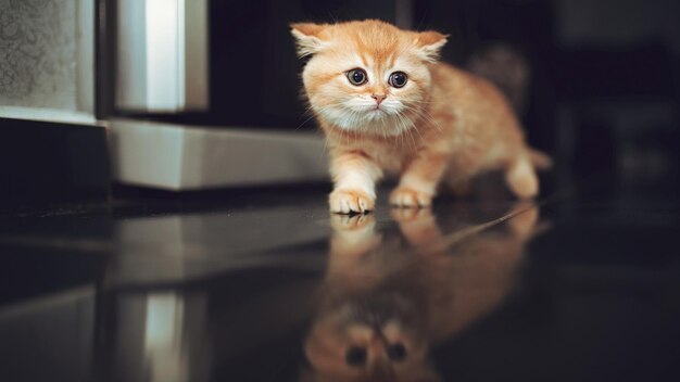 un gatito está mirando a la cámara y el reflejo del microondas en el vidrio