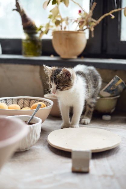 Gatito en el estudio de artesanía ceramista El proceso de creación de cerámica