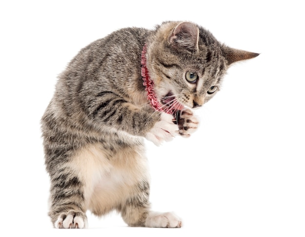 Gatito europeo de pelo corto jugando con sus patas aisladas en blanco