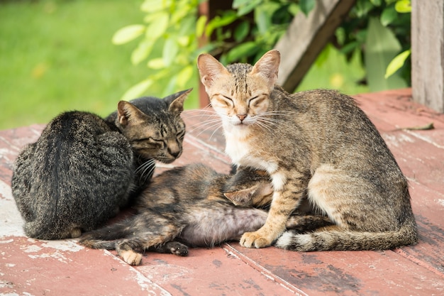 gatito con la familia