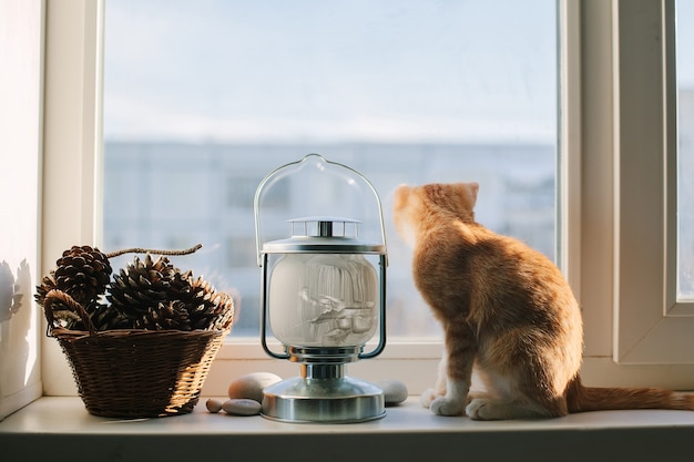 Foto gatito, fanlight y una canasta con conos en la ventana del apartamento.