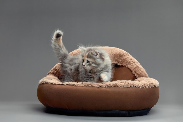 Gatito feliz sentado en una cama gris y esponjosa para mascotas El gato toma una siesta cómodamente y se relaja en la acogedora cama de su casa Gatito animal mascota con nariz rosada tiene dulces sueños Foto de alta calidad