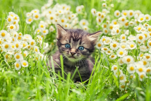 Gatito en las flores de manzanilla