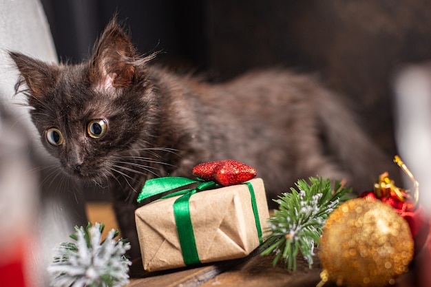 Gatito fondo de navidad gato mascota fondo de año nuevo ambiente hogareño comodidad
