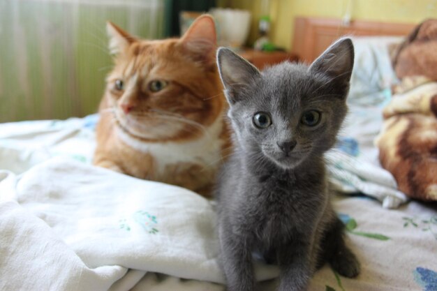 un gatito y un gatito están en una cama