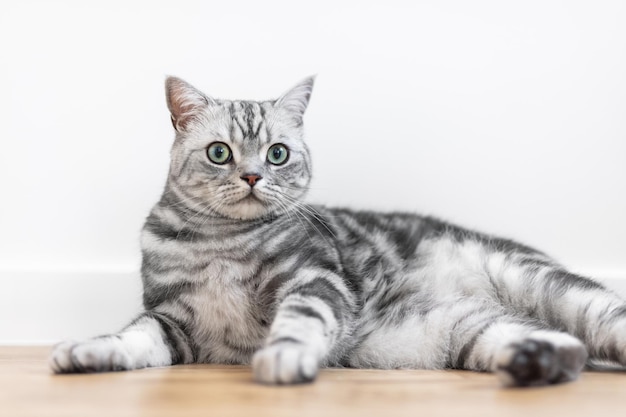 Gatito gato atigrado plateado de pelo corto británico en casa de pura raza