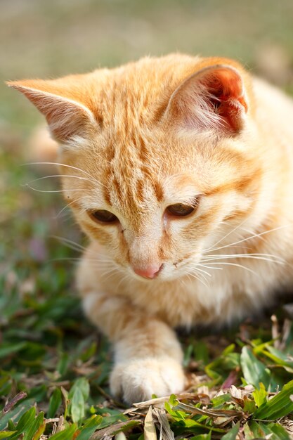 Gatito gato en el fondo de hierba verde.