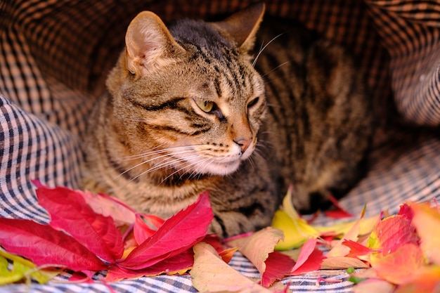 Gatito de gato gris atigrado rayado en canasta con material de archivo k de alta calidad de follaje rojo y naranja