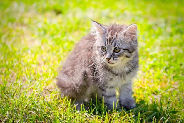 Gatito gato joven en prado verde pequeño gatito rayado se encuentra en la hierba verde