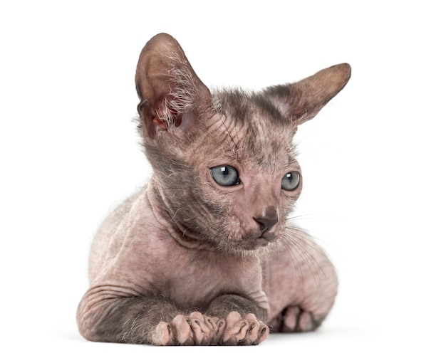 Gatito gato Lykoi, también llamado gato hombre lobo