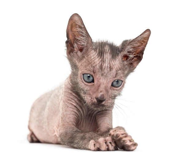 Gatito gato Lykoi, también llamado gato hombre lobo