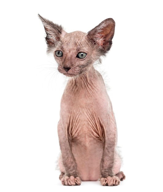 Gatito gato Lykoi, también llamado gato hombre lobo