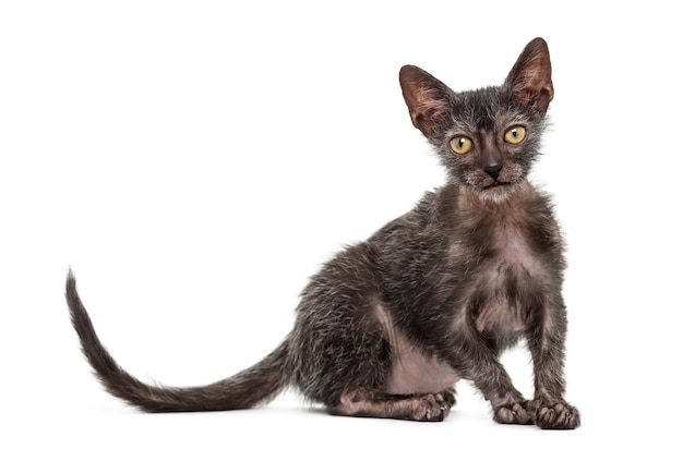 Gatito gato Lykoi, también llamado gato hombre lobo