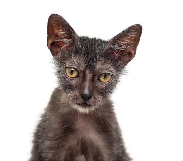 Gatito gato Lykoi, también llamado gato hombre lobo