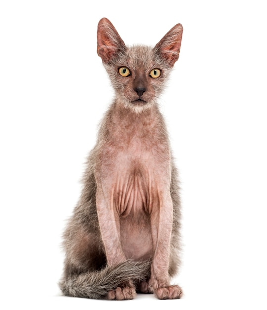 Gatito gato Lykoi, también llamado gato hombre lobo